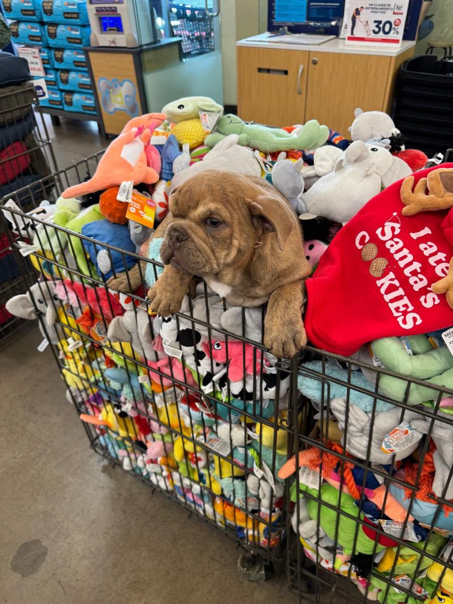 Buy Wholesale Dog Toys pallets